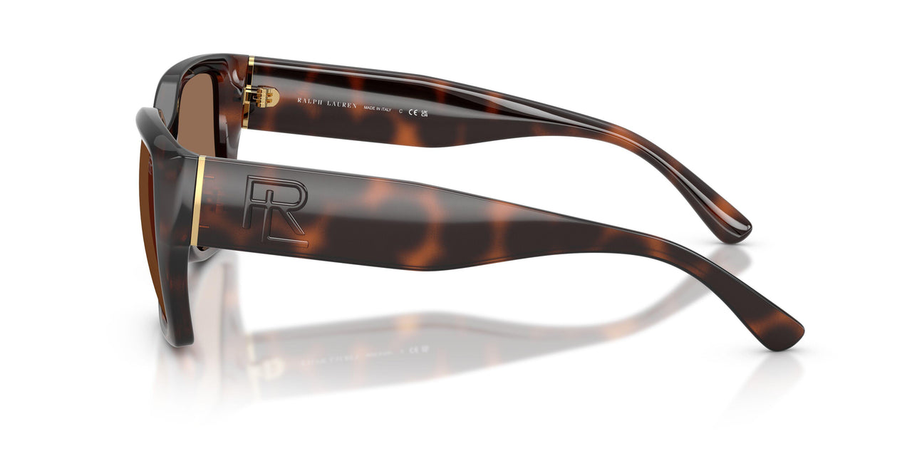 624173 - Tortoise - Brown