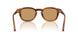 616373 - Tortoise - Brown