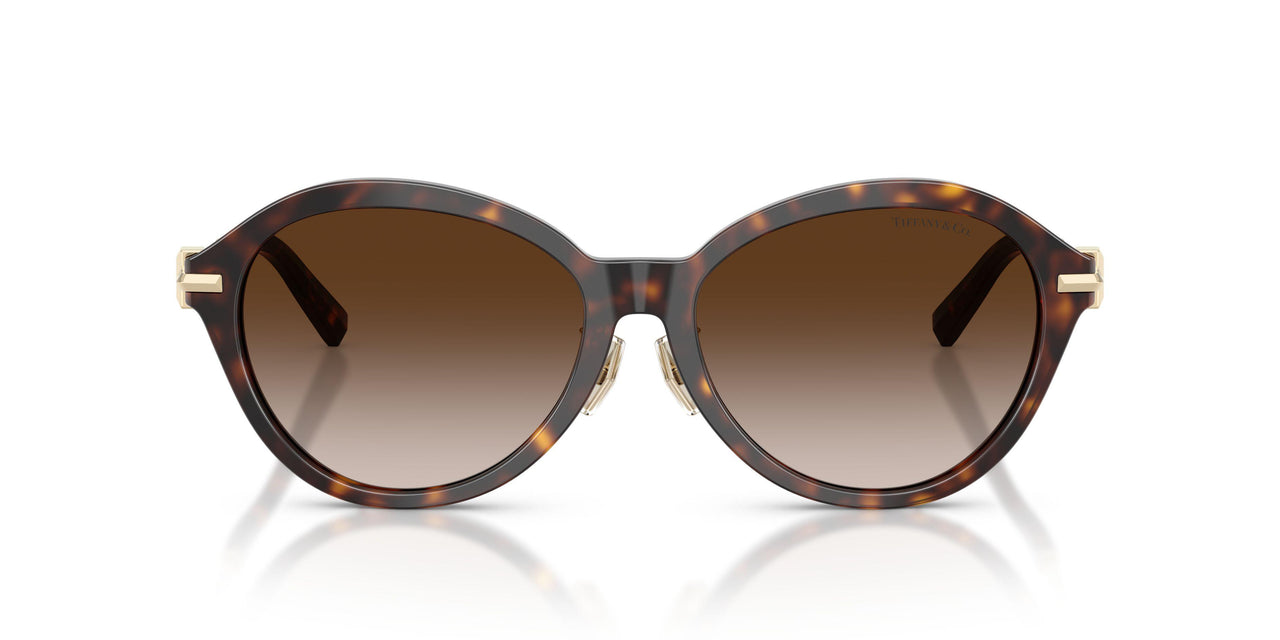 80153B - Tortoise - Brown Gradient
