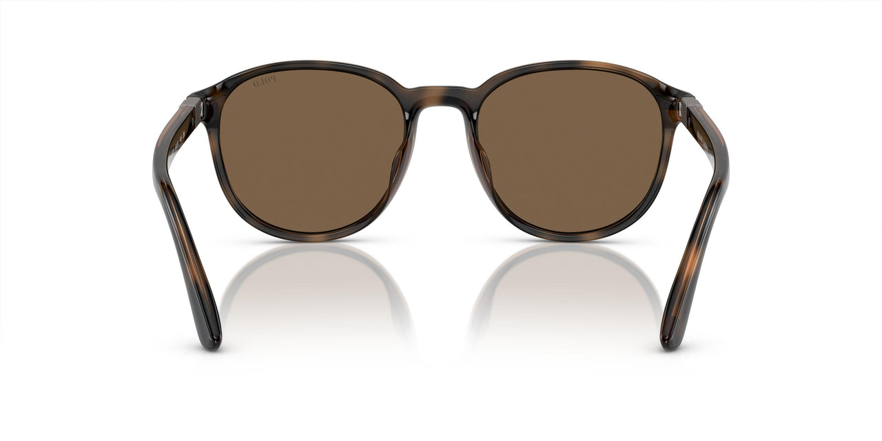 597473 - Tortoise - Brown