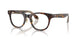 5026 - Tortoise