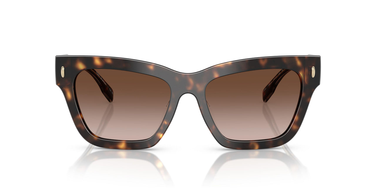 172813 - Tortoise - Brown Gradient