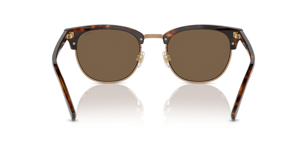 613773 - Tortoise - Brown