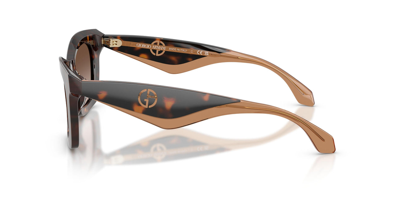 502613 - Tortoise - Brown Gradient
