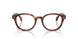 3034 - Tortoise