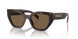 16N5Y1 - Brown - Dark Brown Polar