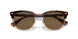 613773 - Tortoise - Brown
