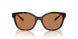 828373 - Tortoise - Brown