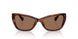 614973 - Tortoise - Brown