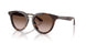 612413 - Tortoise - Brown Gradient