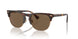 613773 - Tortoise - Brown