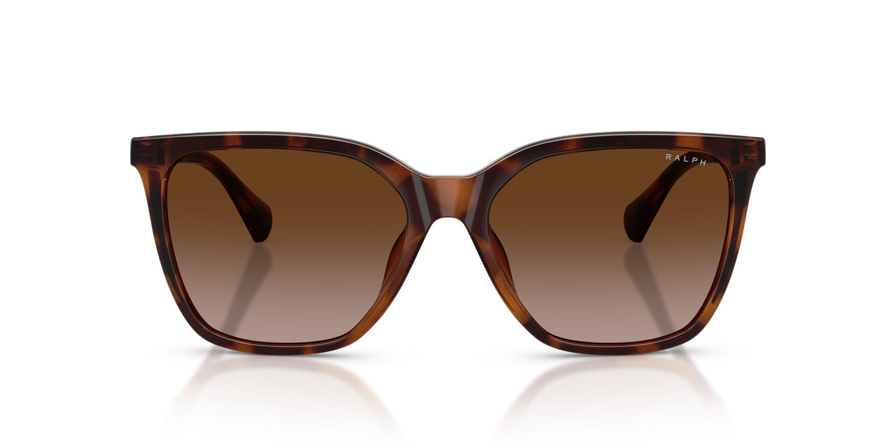 614913 - Tortoise - Brown Gradient
