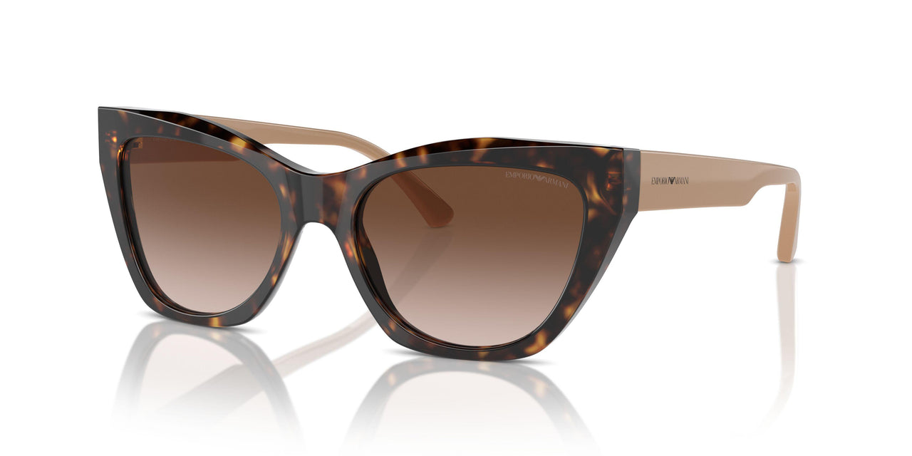 587913 - Tortoise - Gradient Brown