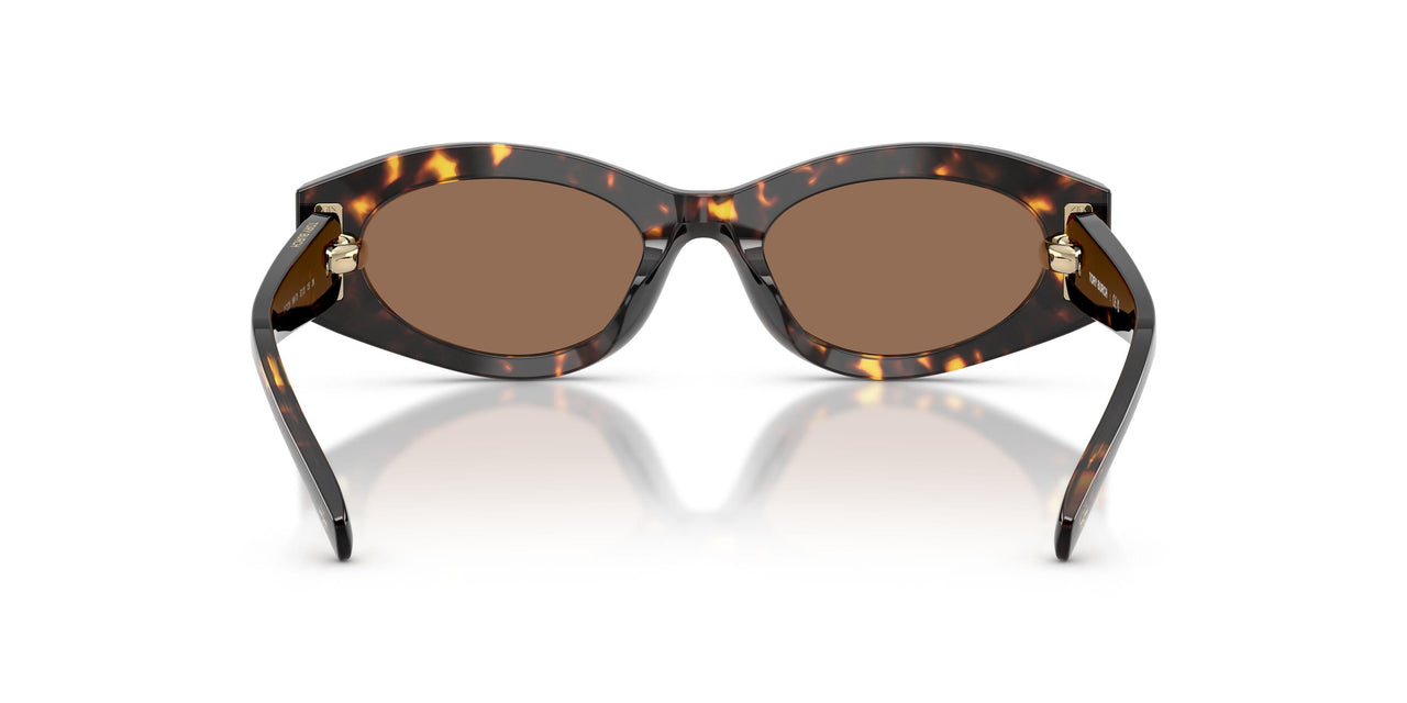 198173 - Tortoise - Brown