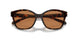 828373 - Tortoise - Brown
