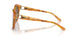 605173 - Tortoise - Brown