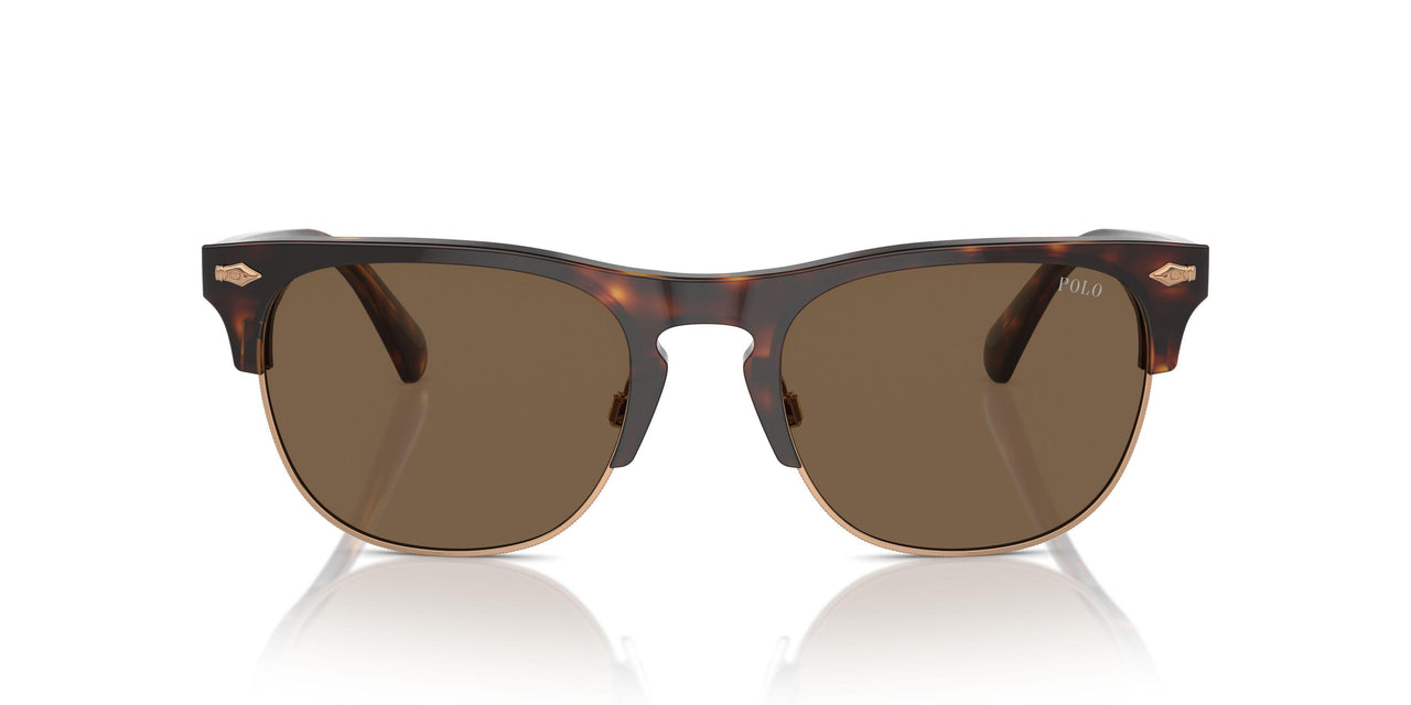 613773 - Tortoise - Brown