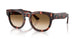 133451 - Tortoise - Clear Gradient Brown