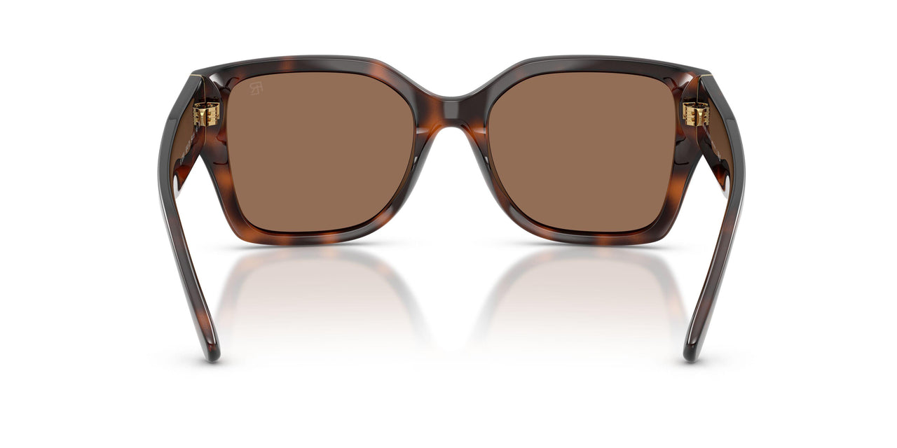 624173 - Tortoise - Brown