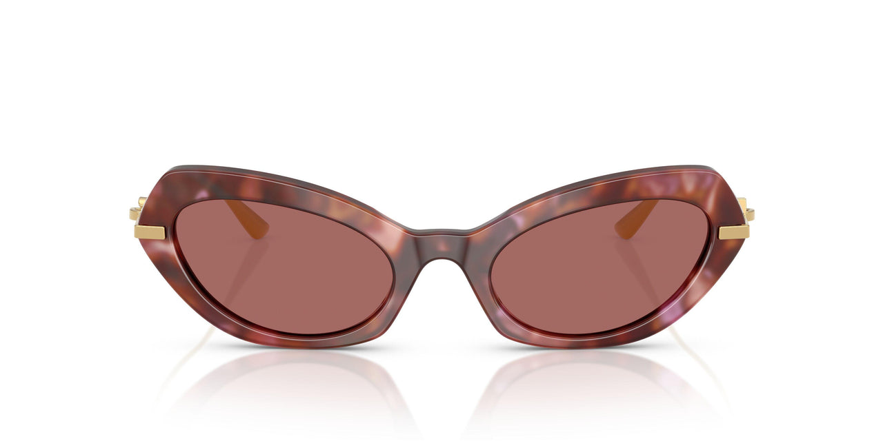 344469 - Tortoise - Dark Violet
