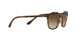 W65613 - Havana - Brown Gradient