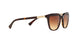 137813 - Havana - Brown Gradient